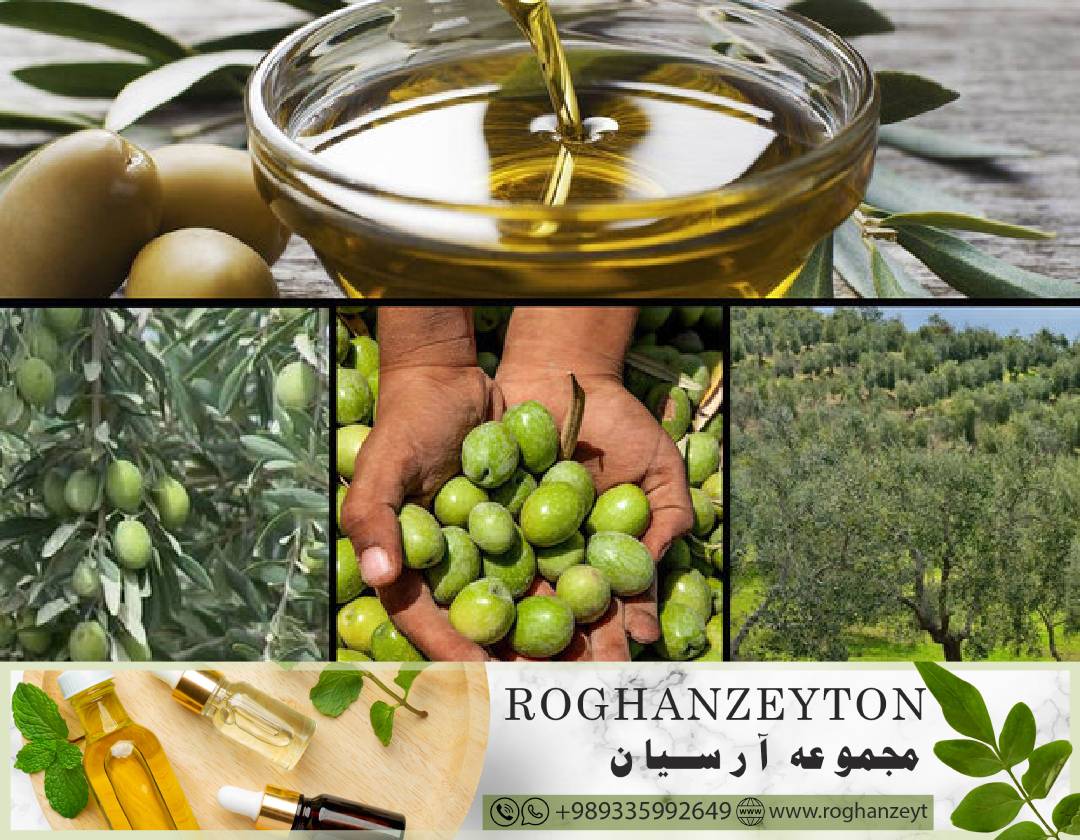 تولید روغن زیتون مخصوص بازارهای خارجی